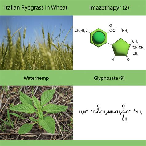 Herbicide Resistance Getting Rid Of Weeds