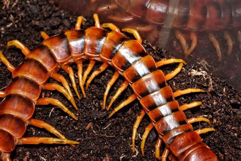 Scolopendra Viridicornis Feeding On A Morio Worm Basin1979 Flickr