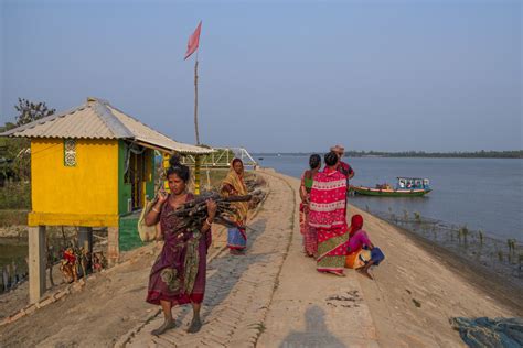 The reality of saving young mangroves in the Sundarbans