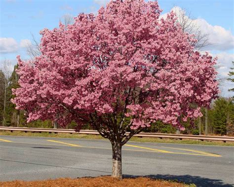 Okame Cherry Flowering Ornamentals Mcmakin Farms