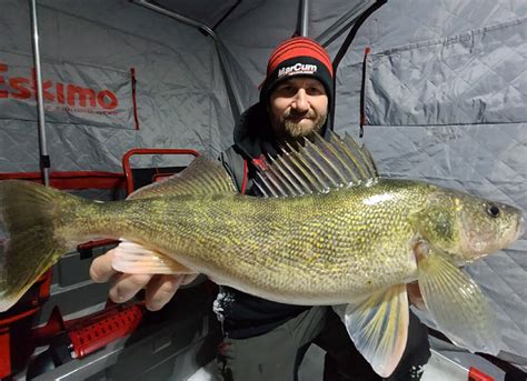 Seven Ice Fishing Tips For Jigging Walleyes With Spoons Catch Cover