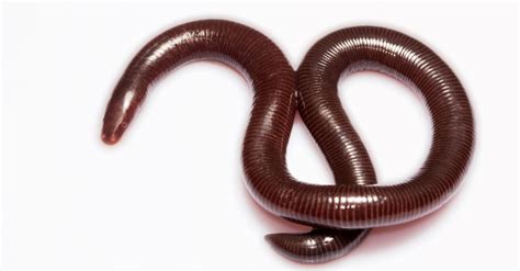 Caecilian Pictures - AZ Animals