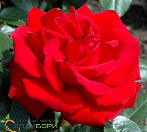 Саженцы чайно-гибридной розы Ингрид Бергман на штамбе купить в Москве и ...