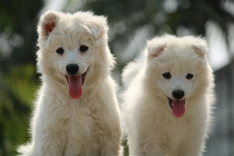 wallpaper dogs       wallpaper dogs