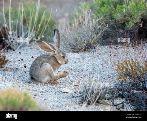 black tailed jackrabbit