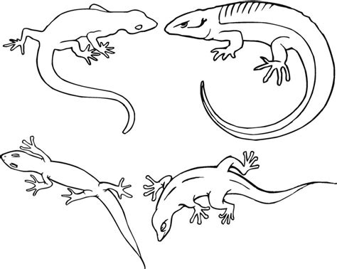 Desenho De Espécies De Lagartos Para Colorir Tudodesenhos