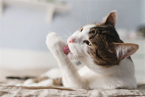 Katzenbiss Behandlung Und Risiken