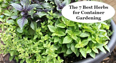 The 7 Best Herbs For Container Gardening