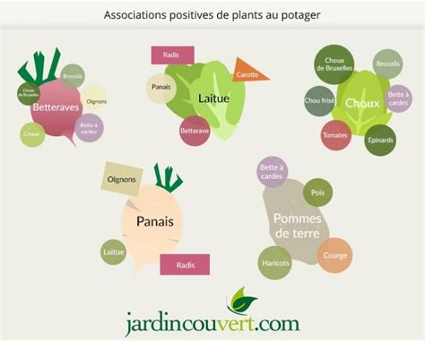 Fiche Pratique Sur Les Associations De Plants Au Potager Potager