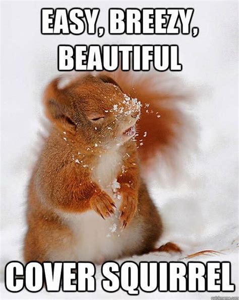 Easy Breezy Beautiful Cover Squirrel Pictures Photos And Images For