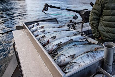 Halibut Fishing In Alaska Offshore Charters