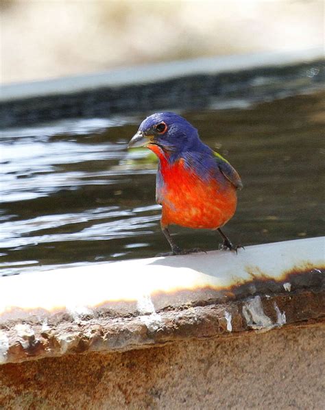 What You Need To Know About Grackles Texas Worst Bird