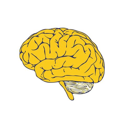 Human Brain A Yellow Brain On A White Background Vector Hand Drawn