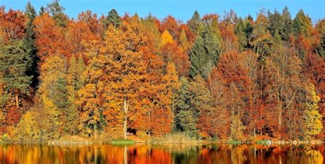 5 most beautiful forests around Europe to discover this fall - Travel ...