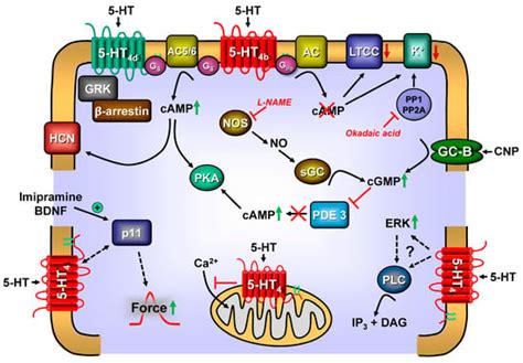 IJMS Free Full Text Cardiac Roles Of Serotonin 5 HT And 5 HT