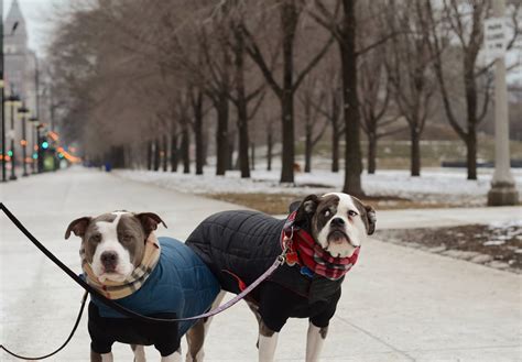 Two Pitties in the City: City Dog: Walking like a City Dog