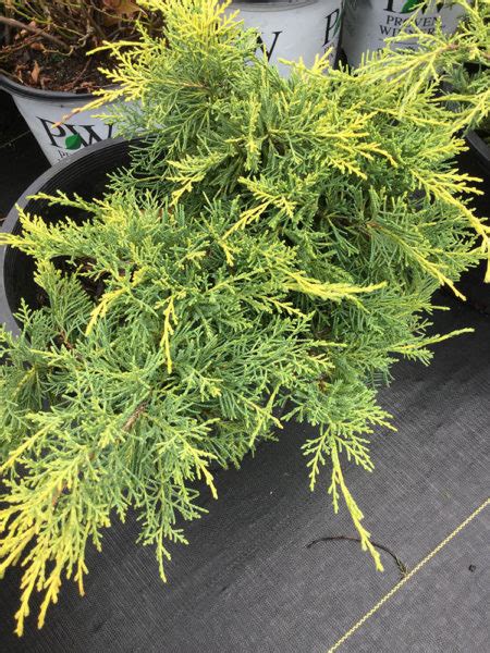 Gold Lace Juniper Vinland Valley Nursery