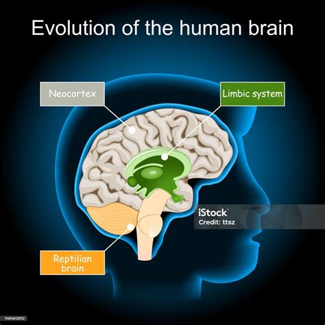 Ilustrații De Stoc Cu Evolutia Creierului De La Creierul Reptilian La