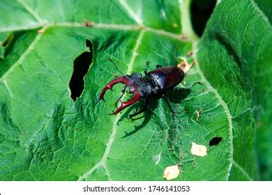 264 Giant Beetle Larvae Images, Stock Photos & Vectors | Shutterstock