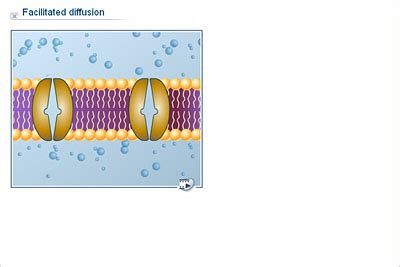 Facilitated Diffusion Animation