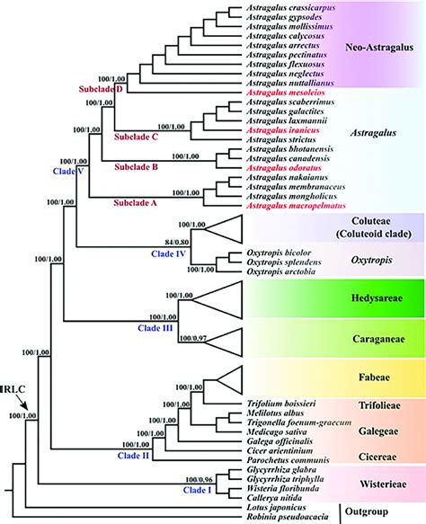 Maximum Likelihood Phylogenetic Tree Inferred From 53 Chloroplast