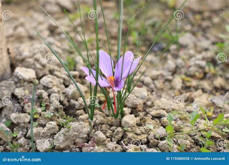 Crocus Sativus Flower in the Garden Stock Photo - Image of background ...