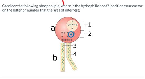 Solved Consider the following phospholipid, where is the | Chegg.com