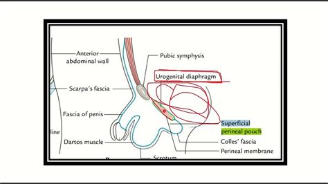 superficial perineal pouch location  contents youtube
