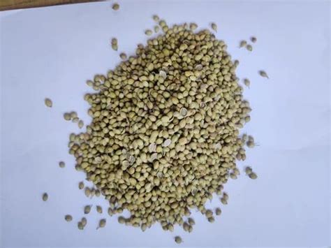 Dried Brown SRK Premium Whole Coriander Seed For In Foods At Rs 100 Kg