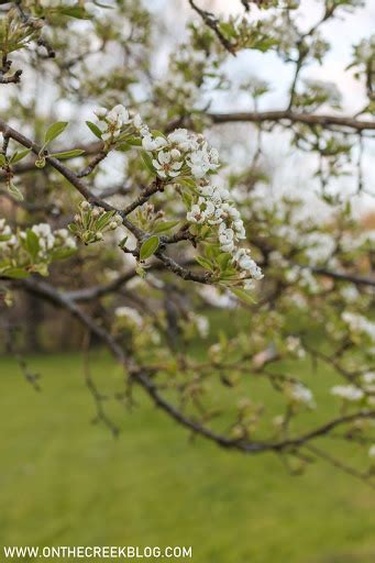 Pear Blossoms + Bartlett Pear Recipes - Tiff W. - on the creek blog