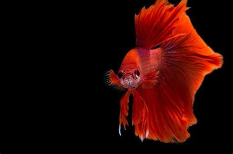 Premium Photo | Betta fish on black