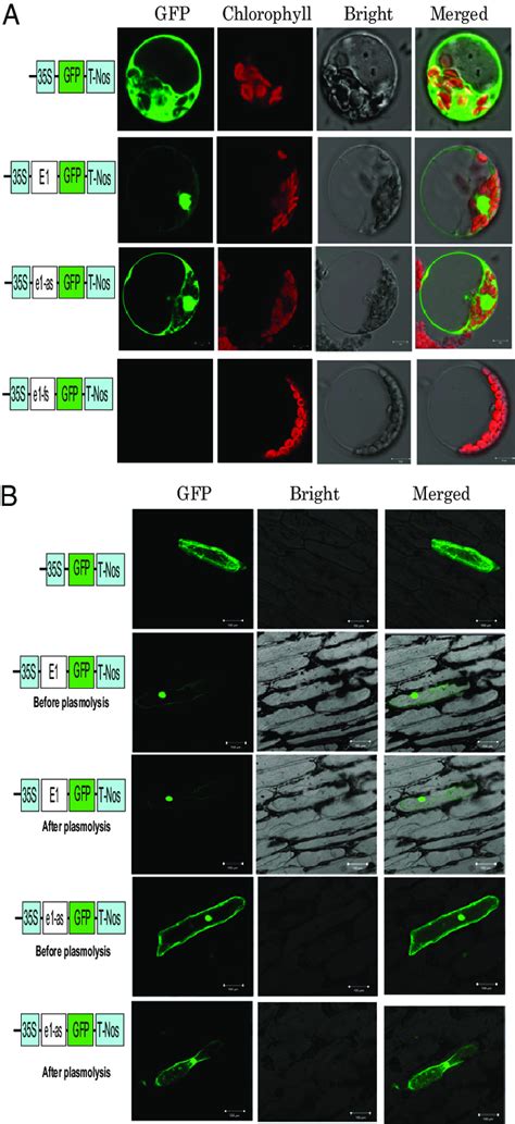 subcellular localization  egfp     egfp   egfp