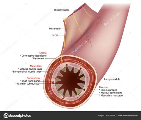 Diagrama Intestino Pequeno Corte Transversal Segmento T Pico Parede