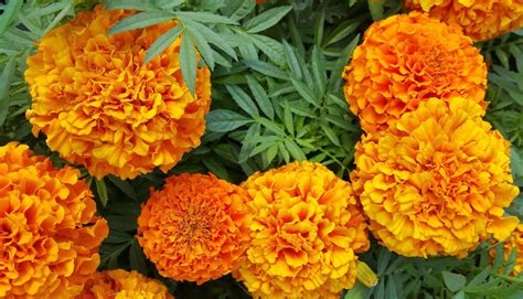 CrackerJack Marigold Seeds – Farmhouse Seeds