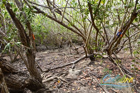 culebra-puerto-rico-hiking-trails-resaca-1 - Culebra Puerto Rico