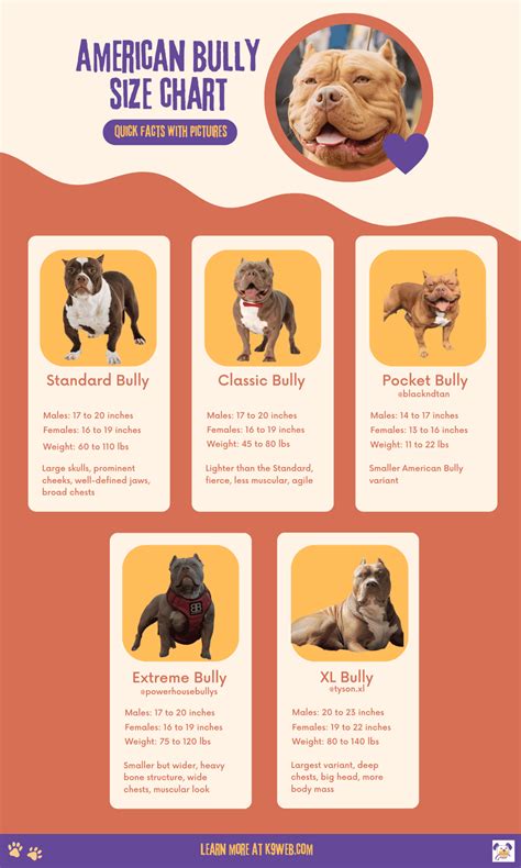 Pocket Bully Growth Chart at Aaron Edwards blog