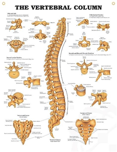 Vertebral Column Atlas