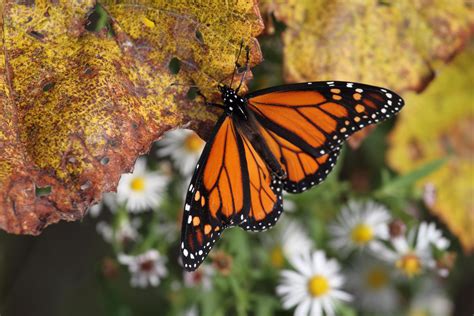 Gratis Billeder Natur Vinge Lys Hvid Blad Dyr Flyve Sommer