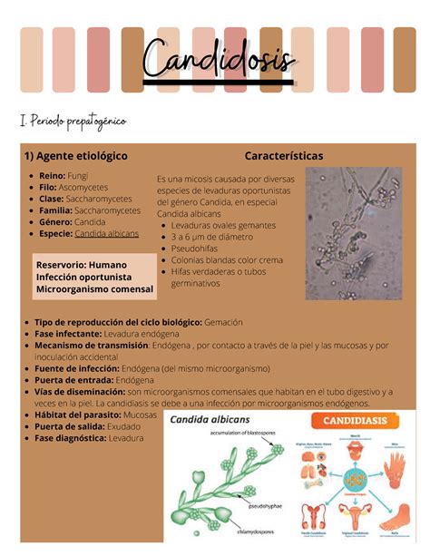 Candidiasis Candidosiscandidosis I Periodo Prepatogénico 1 Agente Etiológico Reino Fungi