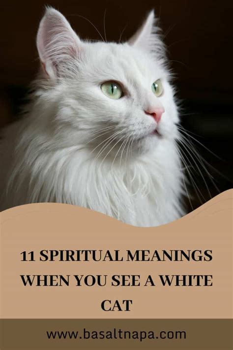 11 Significados Espirituales Cuando Ves Un Gato Blanco Almas