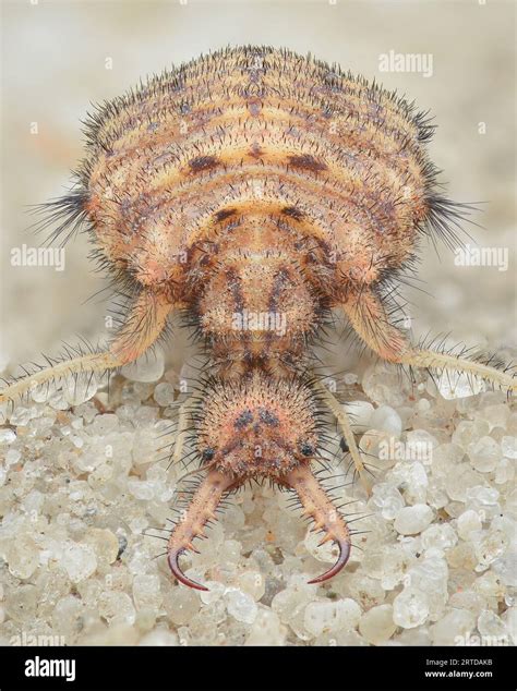 Full Symmetrical View Of A Spotted Wing Antlion Larvae With Large