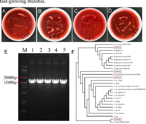 Figure 1 From Isolation And Identification Of Salinity Tolerant Rhizobia And Nodulation