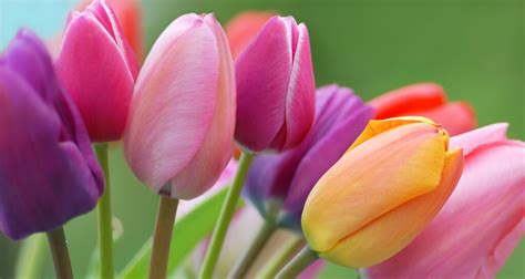 Les Diff Rentes Signification De La Tulipe Interflora