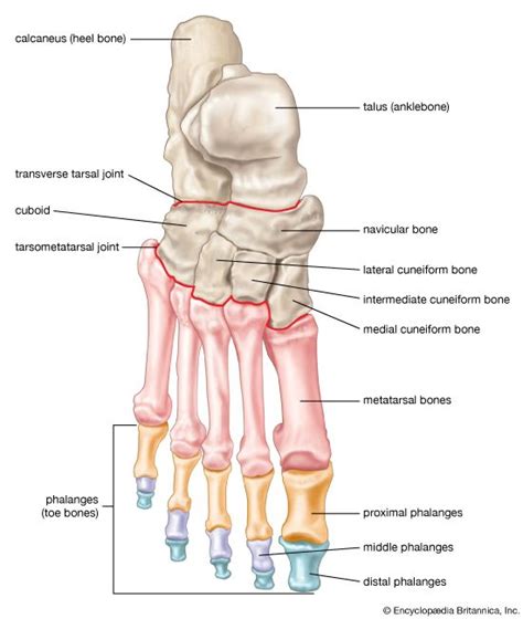 Bone - Structure, Function, Types | Britannica