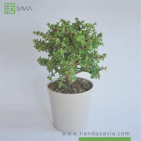 Portulacaria Afra Arbol De La Abundancia Tienda Ceiba