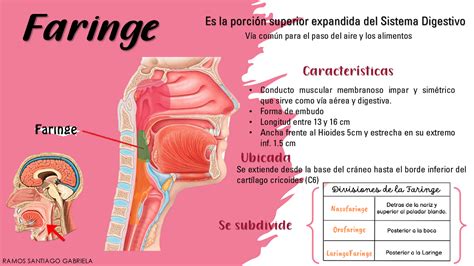 Anatomía de la Faringe Esquemas y mapas conceptuales de Anatomía