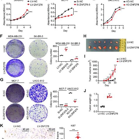 ZNF276 Promotes The Proliferation Of Breast Cancer Cells A Western