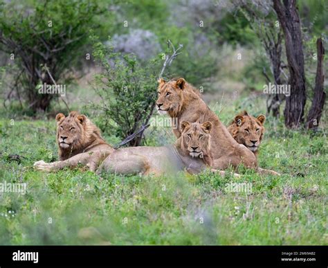 A Group Of Lions Panthera Leo Resting In The Bushes Kruger National