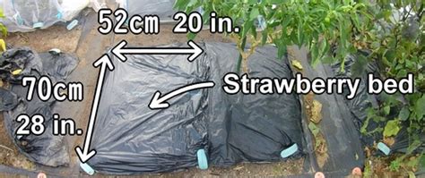 Strawberry planting guide：Growing strawberries from pot seedlings ...