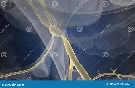 The Cardiac Conduction System Is A Specialized Network Of Nerve Royalty